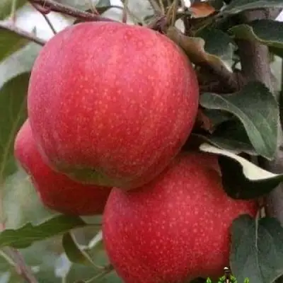 Яблоня ГАЛА ШНИГА в Жодино