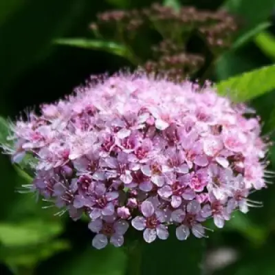 Спирея ПИНК СПАРКЛЕР в Жодино