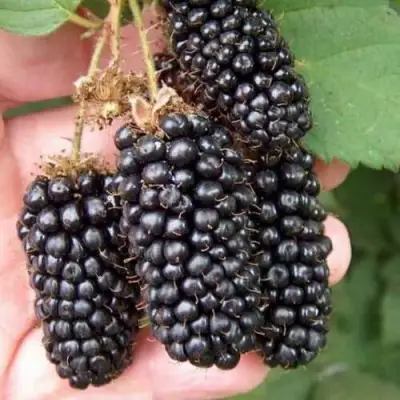 Ежевика ЛОХ НЕСС бесшипная  в Жодино