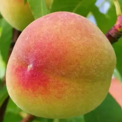 Персик ВЕТЕРАН в Жодино