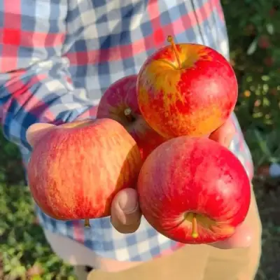 Яблоня КРАСАВИТА в Жодино