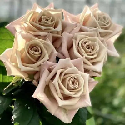 Роза МЕНТА чайно-гибридная в Жодино