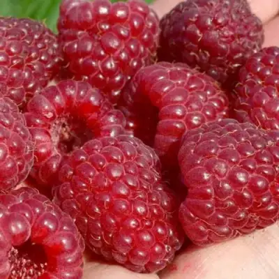 Малина ГИГАНТ РУБИНОВЫЙ в Жодино