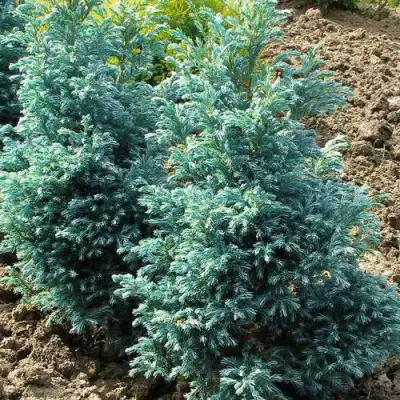 Кипарисовик БУЛЕВАРД горохоплодный в Жодино