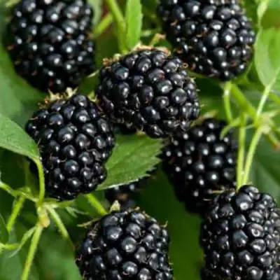 Ежевика КИТАНИНИ бесшипная  в Жодино