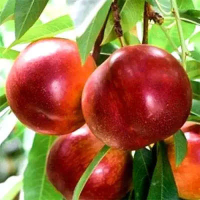 Нектарин СТАРК РЕД ГОЛД в Жодино