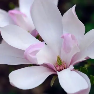 Магнолия ПИНКИ в Жодино