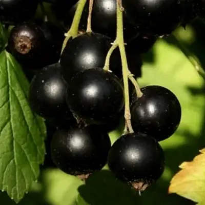 Смородина черная КЛУССОНОВСКАЯ в Жодино