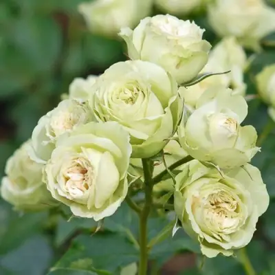 Роза ГРИН ДАЙМОНД миниатюрная в Жодино