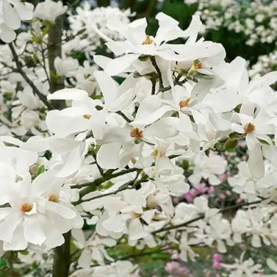 Магнолия ЛЕБНЕРА МЕРРИЛЛ в Жодино