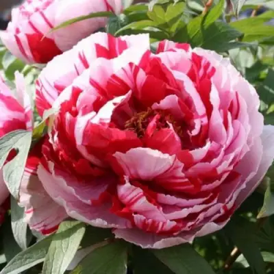 Пион РЕД ВИЗ ПИНК древовидный в Жодино