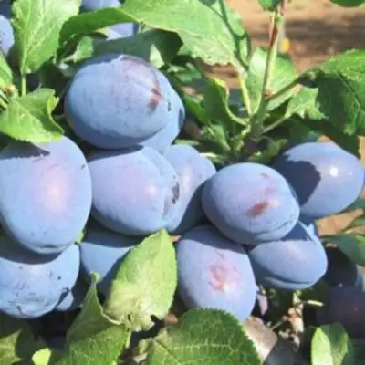 Слива ГИЛЬБЕРТ в Жодино