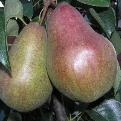 Груша БРЯНСКАЯ КРАСАВИЦА в Жодино