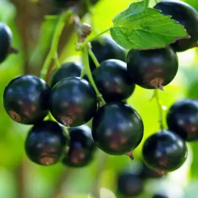 Смородина чёрная ВЕЛОЙ (ЛЕНИНГРАДСКАЯ СЛАДКАЯ) в Жодино