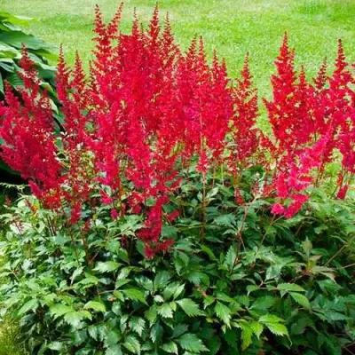 Астильба КОБЛЕНЦ японская в Жодино