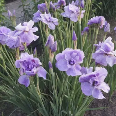 Ирис ИМПЕРИАЛ ОПАЛ сибирский в Жодино