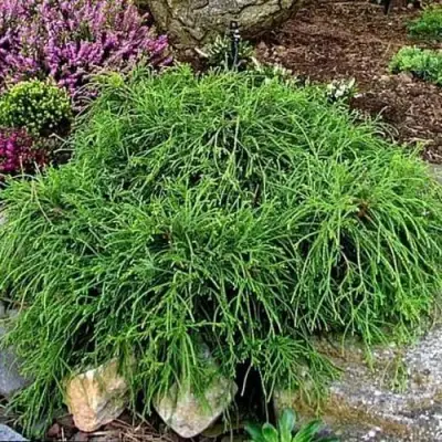 Кипарисовик ФИЛИФЕРА НАНА горохоплодный  в Жодино