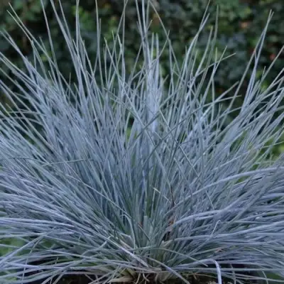 Овсяница АЙСФОГЕЛЬ сизая в Жодино