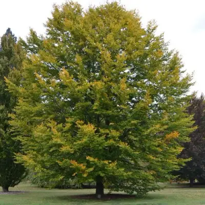 Бук лесной в Жодино