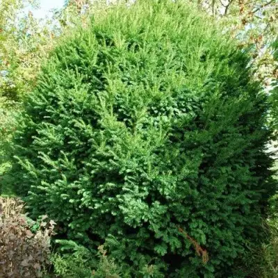 Тис РЕПАНДЕНС ягодный в Жодино