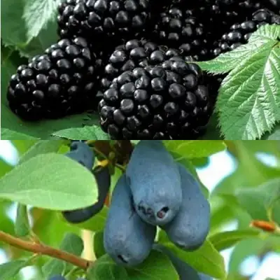 Комплект ЯГОДНЫЙ ДУЭТ в Жодино