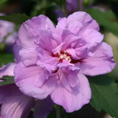 Гибискус АРДЕНС сирийский в Жодино