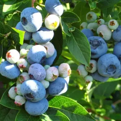 Голубика ДАРРОУ в Жодино