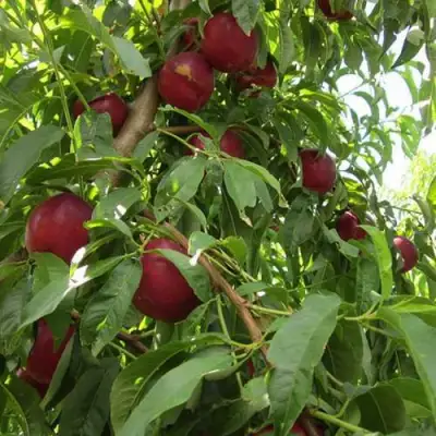 Нектарин ЭКСТРИМ БЬЮТИ в Жодино