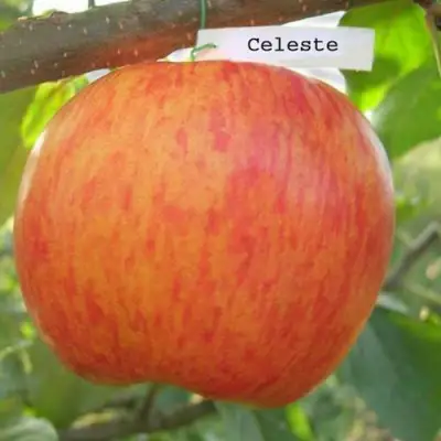 Яблоня ЦЕЛЕСТЕ в Жодино