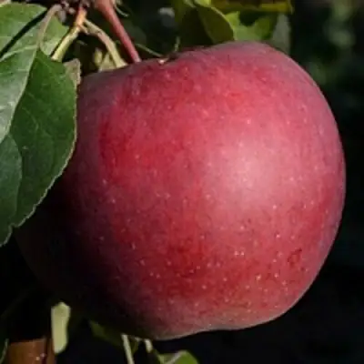 Яблоня БЕЛОРУССКОЕ СЛАДКОЕ в Жодино