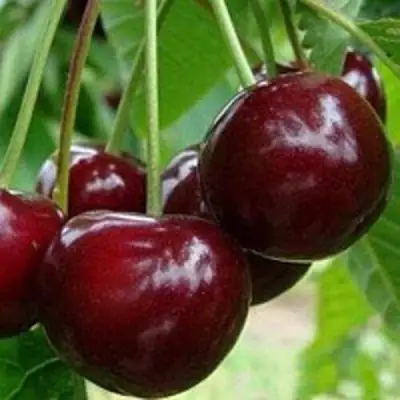 Вишня МИЛАВИЦА в Жодино