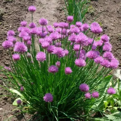 Лук-шнитт в Жодино