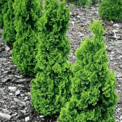 Туя ЗМАТЛИК западная в Жодино