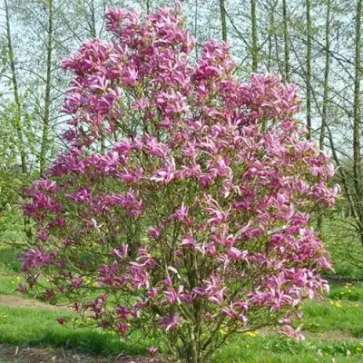 Магнолия СЬЮЗАН в Жодино