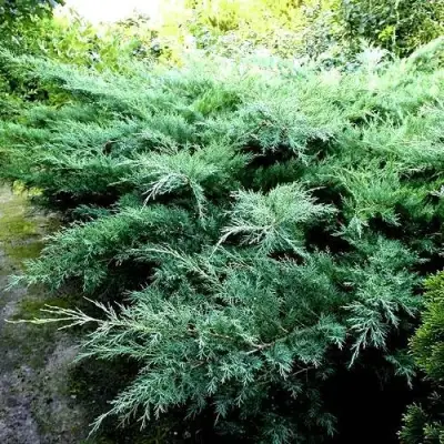 Можжевельник ПФИТЦЕРИАНА ГЛАУКА  средний в Жодино
