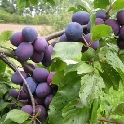 Слива ПЕРДРИГОН в Жодино