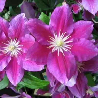 Клематис ХАНИЯ в Жодино