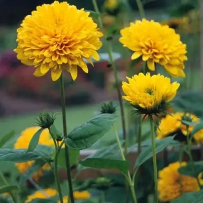 Подсолнечник СОЛЕЙЛ ДЕ ОР в Жодино