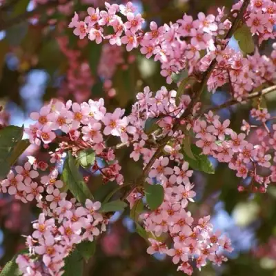 Черемуха КОЛОРАТА в Жодино