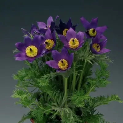 Прострел ПИНВИЛ БЛЮ ШЕЙДЕС в Жодино