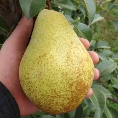 Груша ГЕНЕРАЛ ЛЕКЛЕРК в Жодино