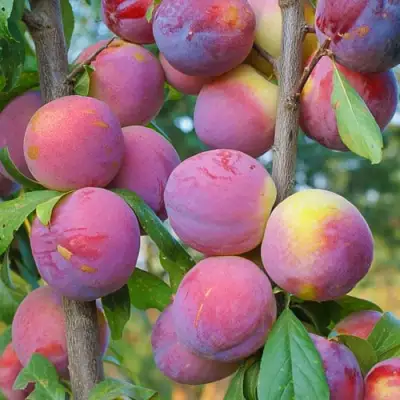 Слива КОЛОННОВИДНАЯ в Жодино