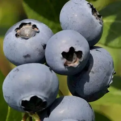 Голубика ЧАНДЛЕР в Жодино