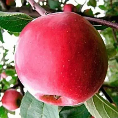 Яблоня КОВАЛЕНКОВСКОЕ в Жодино