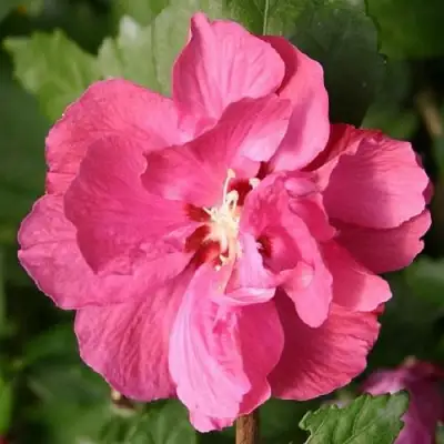 Гибискус ДЮК ДЕ БРАБАНТ сирийский  в Жодино