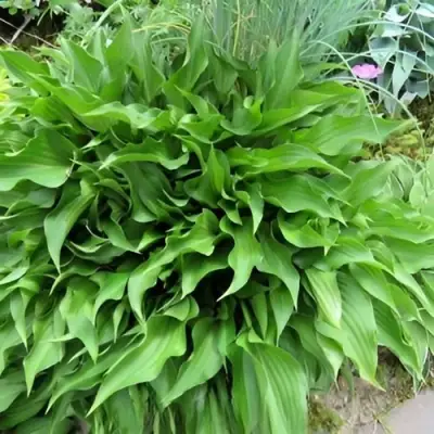 Хоста ГАРРИ ВАН ТРИЕР в Жодино