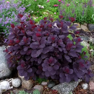 Скумпия РОЯЛ ПЕРПЛ кожевенная в Жодино