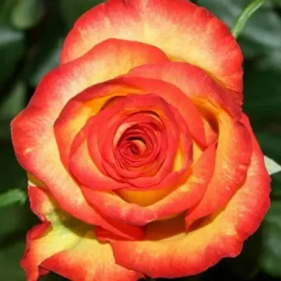 Роза ХАЙ МЭДЖИК чайно-гибридная в Жодино