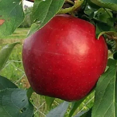 Яблоня РЕДФРИ в Жодино