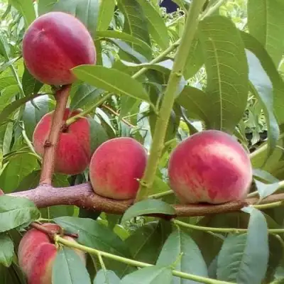 Персик КИЕВСКИЙ РАННИЙ в Жодино